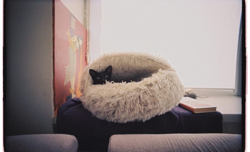 10 Best Pet Beds for Ultimate Comfort in 2025