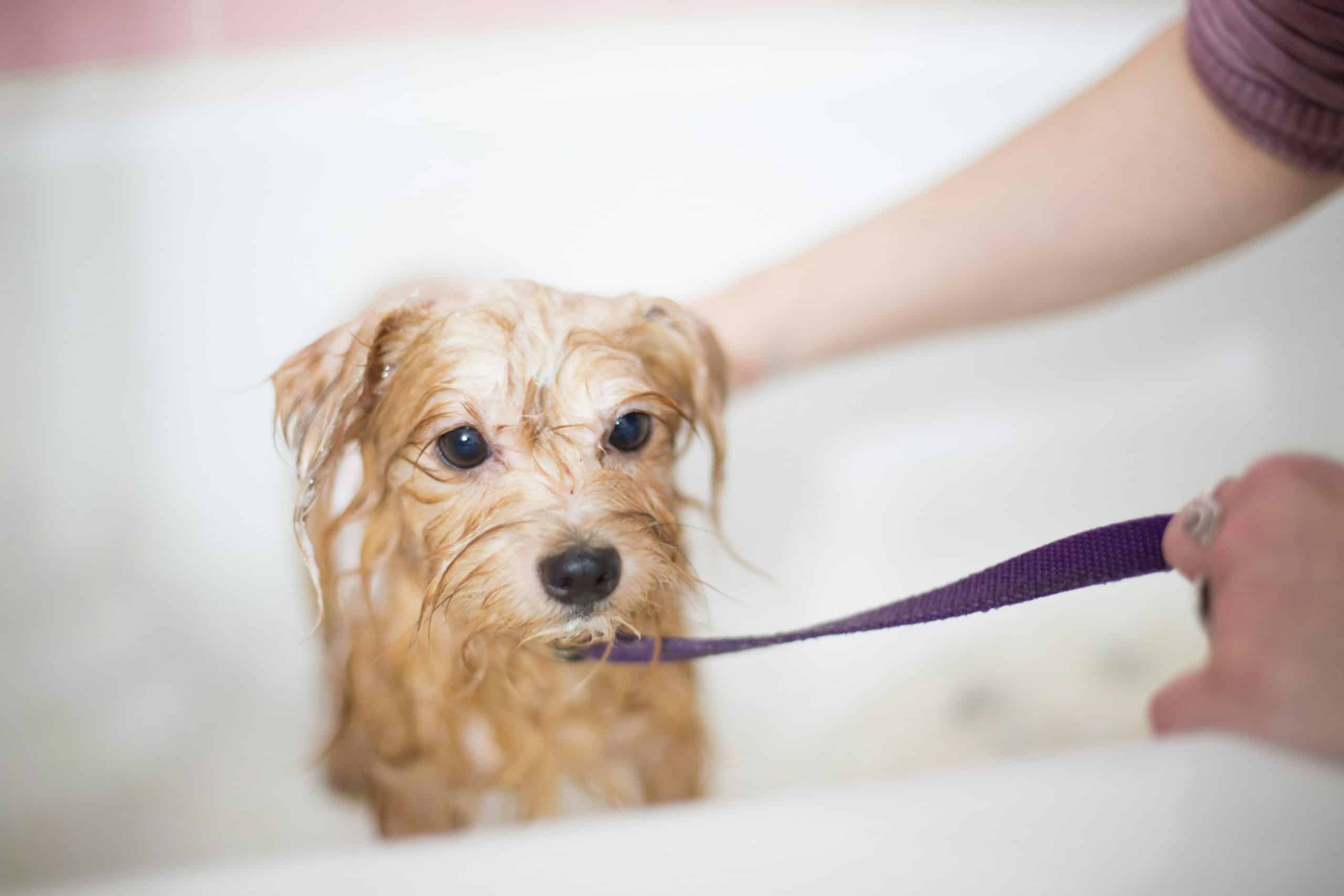Best Pet Grooming Kits for Home Use in 2025: A Complete Guide