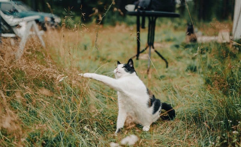 Best GPS Trackers for Adventurous Cats in 2025: Keep Your Feline Explorer Safe