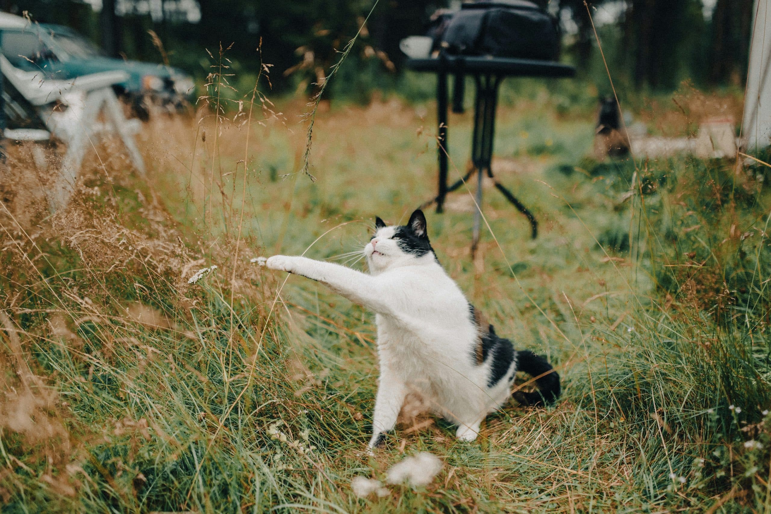 Best GPS Trackers for Adventurous Cats in 2025: Keep Your Feline Explorer Safe