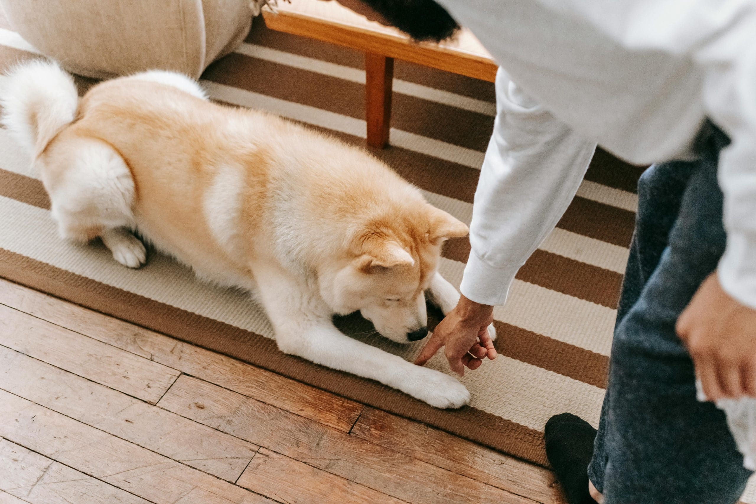 How to Transition Your Pet to a New Home Smoothly: A Complete Guide for Pet Parents