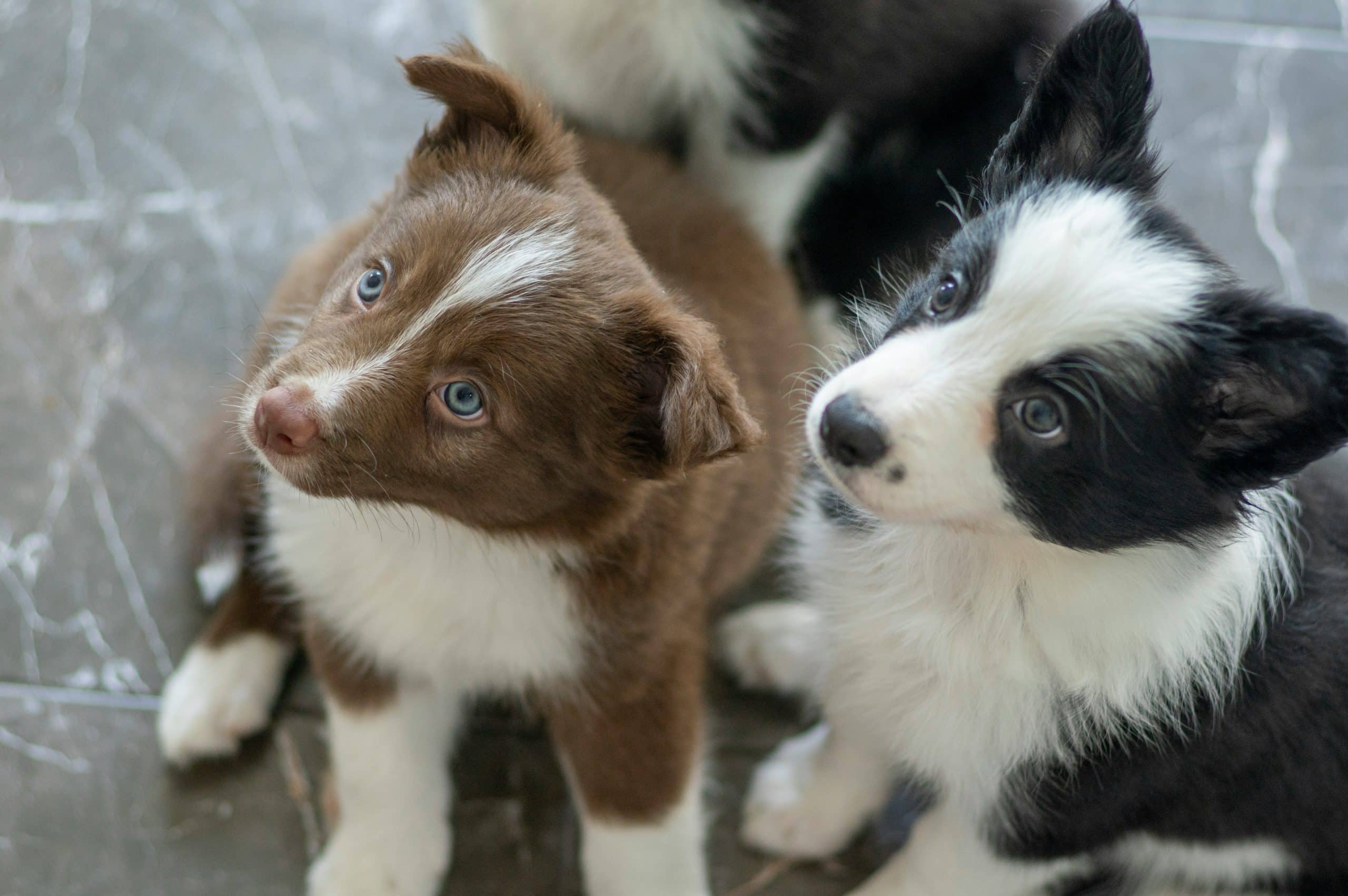 Smart Pet Feeding Solutions for a Spotless Home
