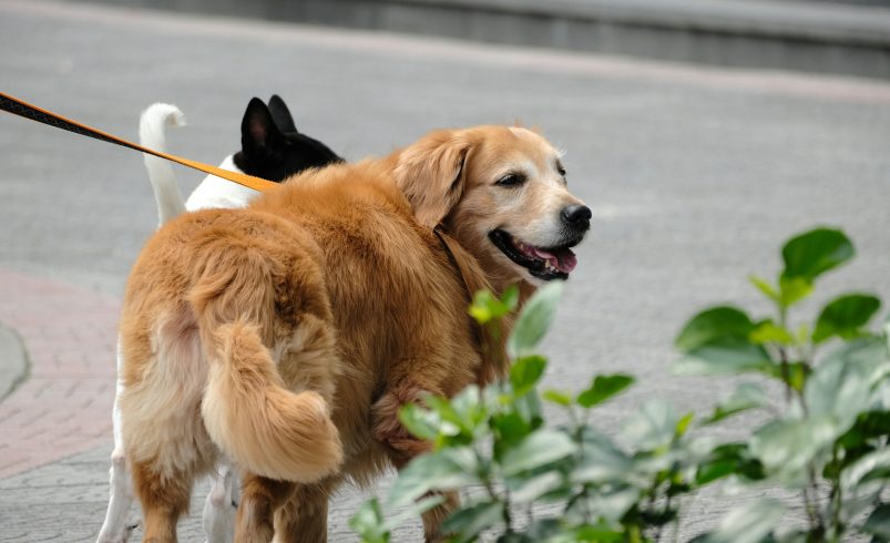 Top-Rated Pet Carriers for Safe and Comfortable Travel in 2025