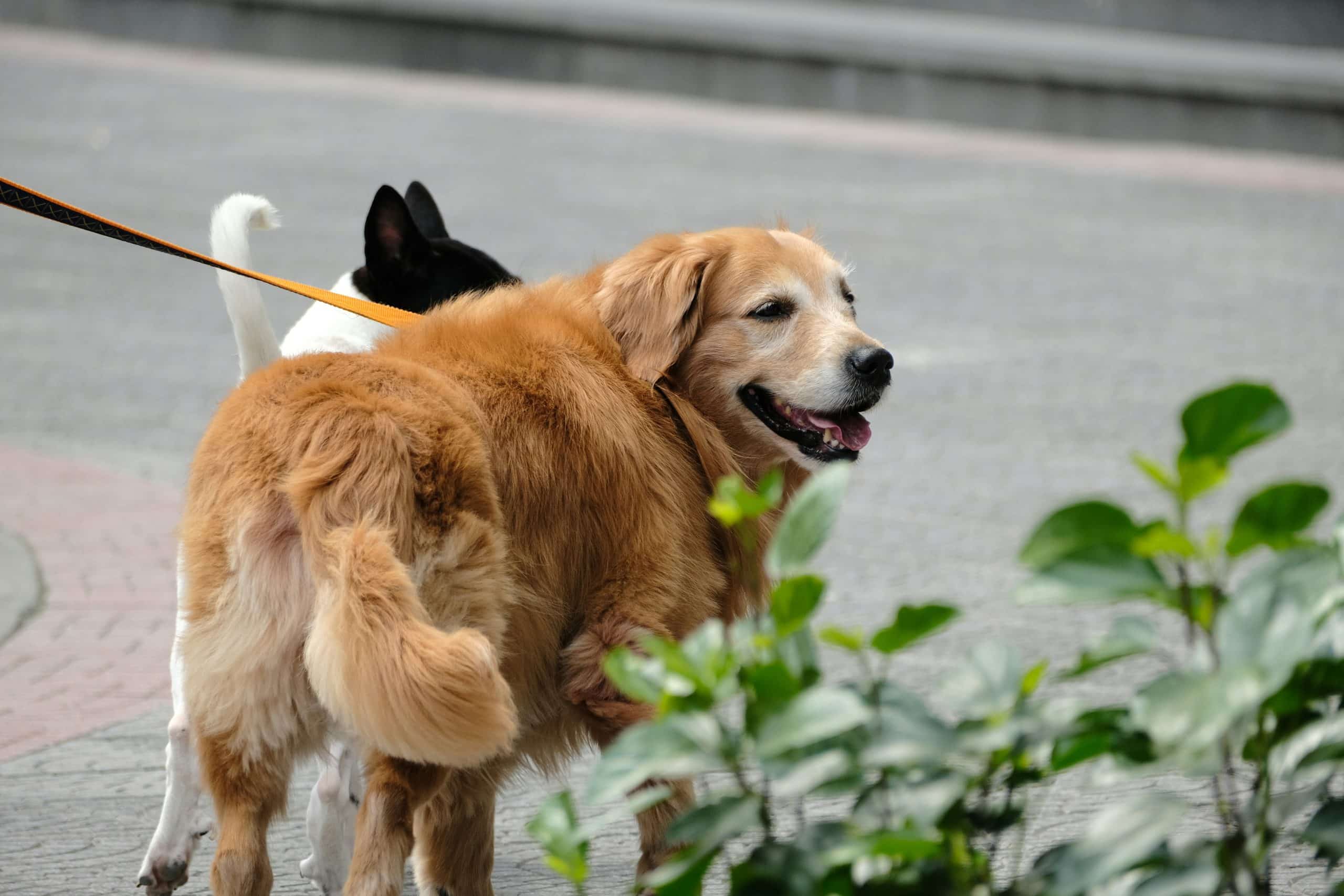 Top-Rated Pet Carriers for Safe and Comfortable Travel in 2025